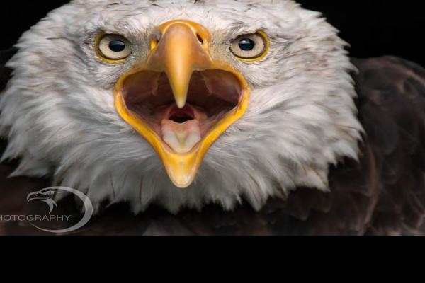 Bald-Eagle-Call-1.jpg (800 x 600)