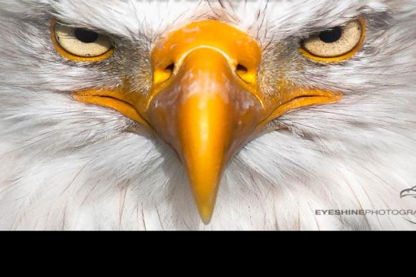 Bald-Eagle-Close-Up.jpg (800 x 640)