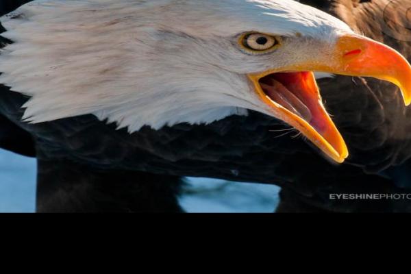 Bald-Eagle-Communicate.jpg (900 x 598)