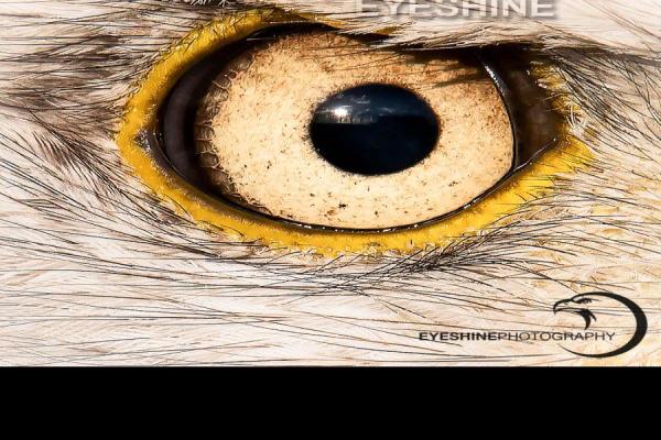 Bald-Eagle-Eye.jpg (900 x 900)