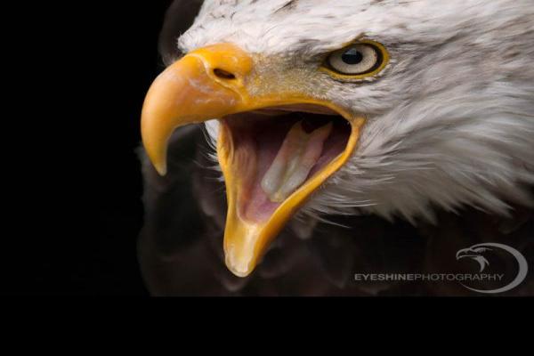 Bald-Eagle-Focus-Eyeshine-Photography.jpg (800 x 800)