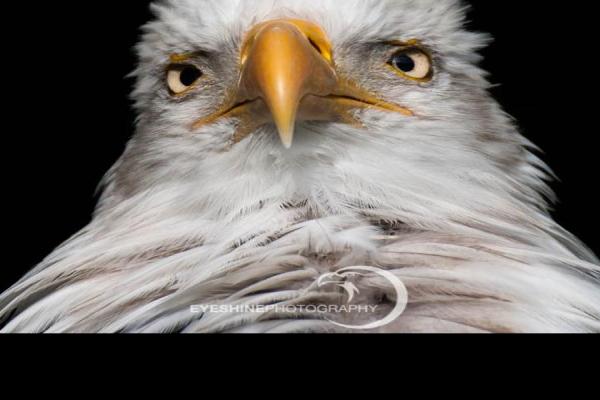 Bald-Eagle-Im-not-a-seagull.jpg (900 x 720)