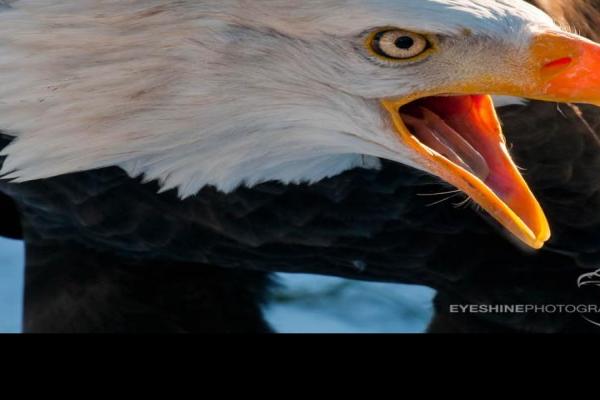 Bald-Eagle.jpg (900 x 720)