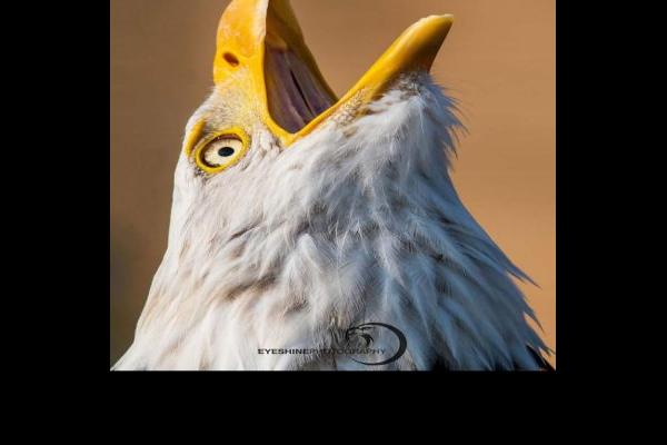 Bald-eagle-calling-768x1148.jpg (768 x 1148)