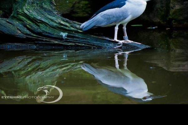 Black-crowned-night-heron.jpg (900 x 900)