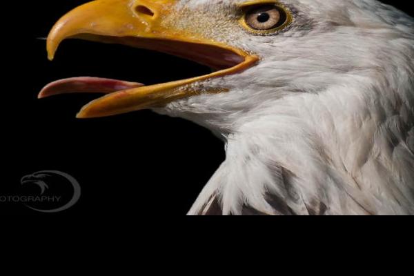 Bloody-Hot-Day-Bald-Eagle.jpg (900 x 602)