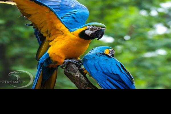 Blue-and-Yellow-Macaws.jpg (900 x 602)
