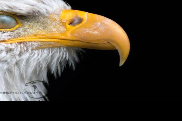 DSC_0627website.jpg (747 x 640)