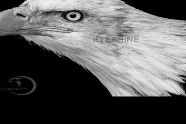 DSC_2507-bewerkt-bewerkt.jpg (900 x 600)