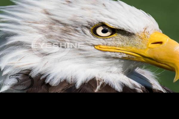 DSC_33212.jpg (900 x 600)