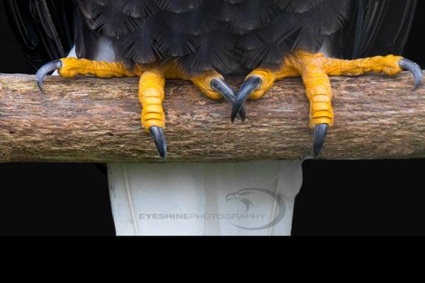 Eagle-Claws.jpg (900 x 900)