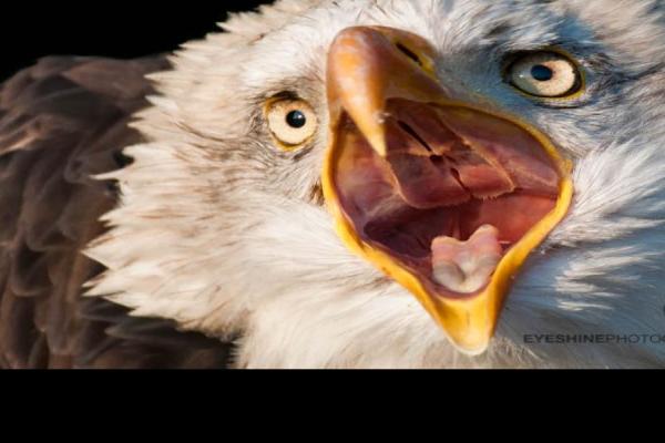 Eyeshine-Photography-Attention-Please.jpg (900 x 675)