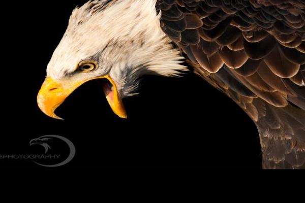 Eyeshine-Photography-Golden-Bald-Eagle.jpg (900 x 720)