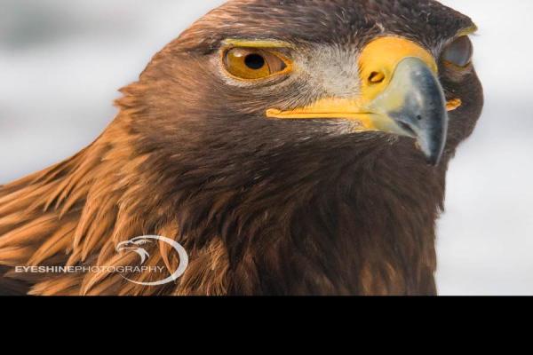 Golden-Eagle-Eagle-Portraits.jpg (900 x 900)
