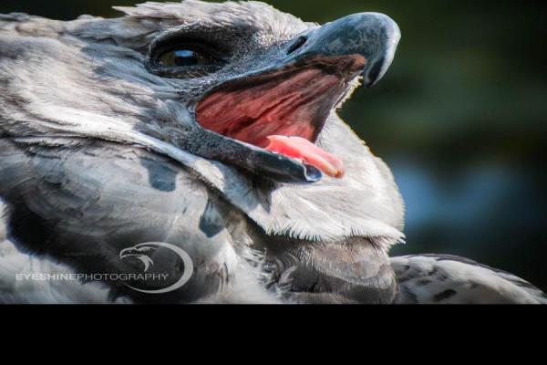 Harpy-Eagle-Eagle-Portraits.jpg (900 x 900)