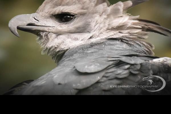 Harpy-Eagle-Portrait-Eagle-Portraits.jpg (900 x 900)